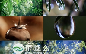 视频素材:雨水中的花草优雅清馨高清实拍视频素材