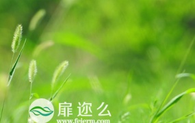 风中摇曳的狗尾巴草特写镜头高清实拍视频素材