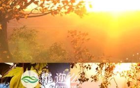 高清实拍大自然秋天阳光植物风景视频