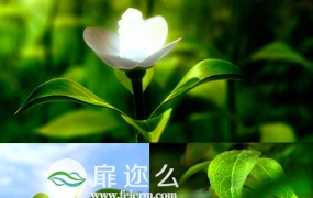 水滴树叶发芽生长向日葵大自然绿色植物绿叶视频素材
