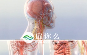 视频素材医疗人体三维效果视频