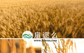 实拍视频 秋收摇曳金黄稻穗和航拍金黄麦穗麦田素材