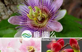 视频素材:实拍春天的花朵盛开过程实拍