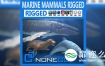 3D模型：海豚海豹鲸鱼模型 CGTrader – Pack – Marine Mammals 3D model