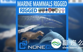 3D模型:海豚海豹鲸鱼模型 CGTrader – Pack – Marine Mammals 3D model