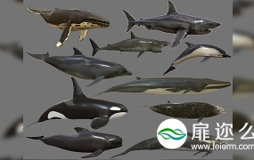 3D模型:鲨鱼鲸鱼海豚模型 CGTrader – Big Fish Collection Low poly – Animated Low-poly 3D model