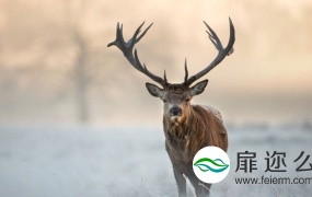 音效素材:载森林中咆哮的雄鹿声