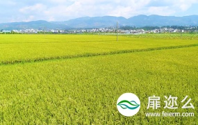 视频素材:航拍实拍超清黄金色水稻