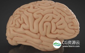 C4D模型-人体大脑C4D模型 Cerebro 3d model