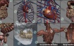 3D模型-人类男性和女性完整的解剖人体器官 肌肉 心脏 内脏 脉络 骨骼 生物器官