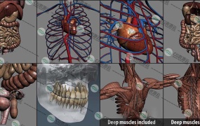 3D模型-人类男性和女性完整的解剖人体器官 肌肉 心脏 内脏 脉络 骨骼 生物器官