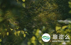 C4D插件-植物生成插件预设 Laubwerk SurfaceSPREAD v2.0.4 Win破解版