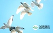 视频素材-实拍一群白鸽飞向蓝天延时拍摄慢动作