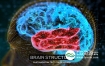 AE模板-大脑结构介绍生物学医学演示HUD解剖学教育科学机构人脑神经元