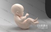 3D模型-婴儿baby胎儿幼儿小孩C4D模型