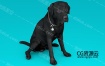 3D模板-大黑狗动物C4D模型