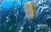 视频素材-柠檬片飞过水帘幕溅起慢动作