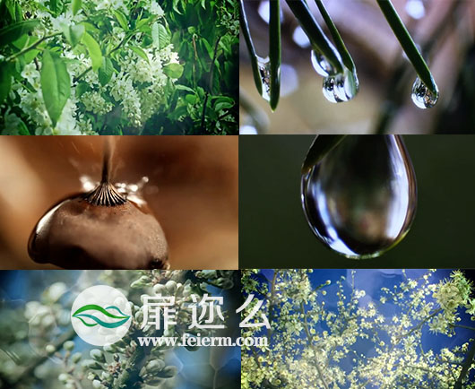视频素材：雨水中的花草优雅清馨高清实拍视频素材