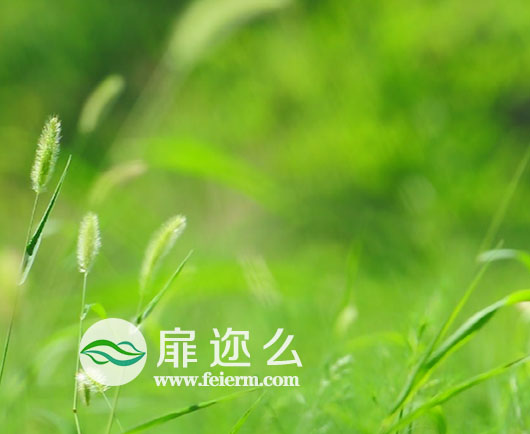 风中摇曳的狗尾巴草特写镜头高清实拍视频素材