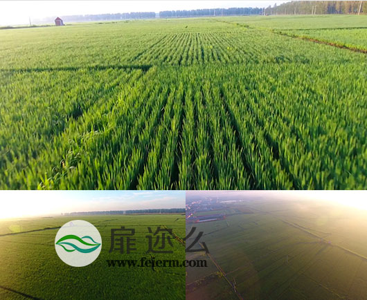 高清实拍航拍农田稻田视频