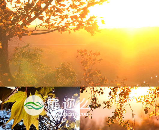 高清实拍大自然秋天阳光植物风景视频