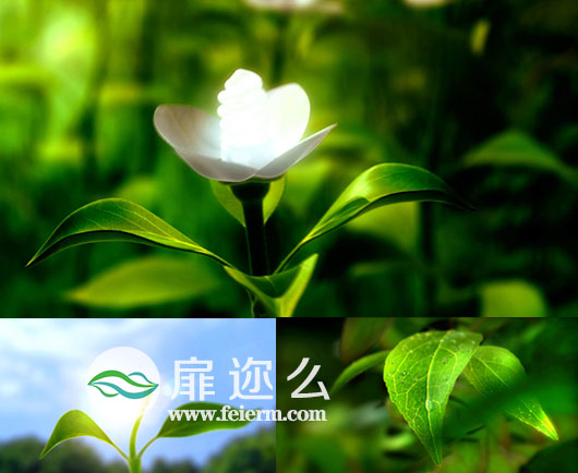 水滴树叶发芽生长向日葵大自然绿色植物绿叶视频素材