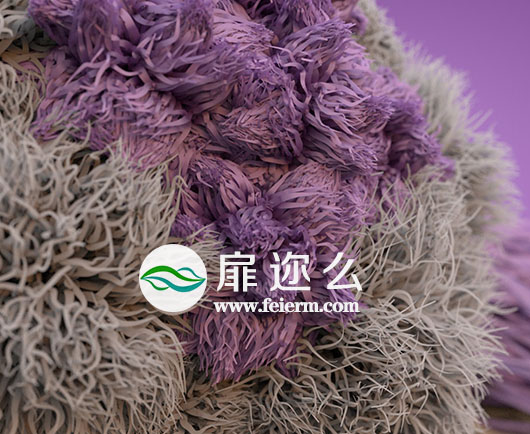 C4D插件 阿诺德Arnold渲染器 SolidAngle C4DtoA 2.2.3