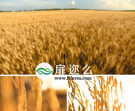 实拍视频 秋收摇曳金黄稻穗和航拍金黄麦穗麦田素材