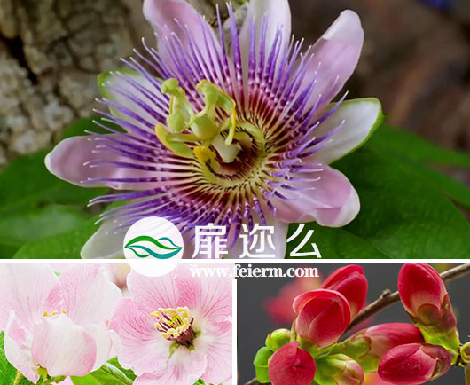 视频素材：实拍春天的花朵盛开过程实拍